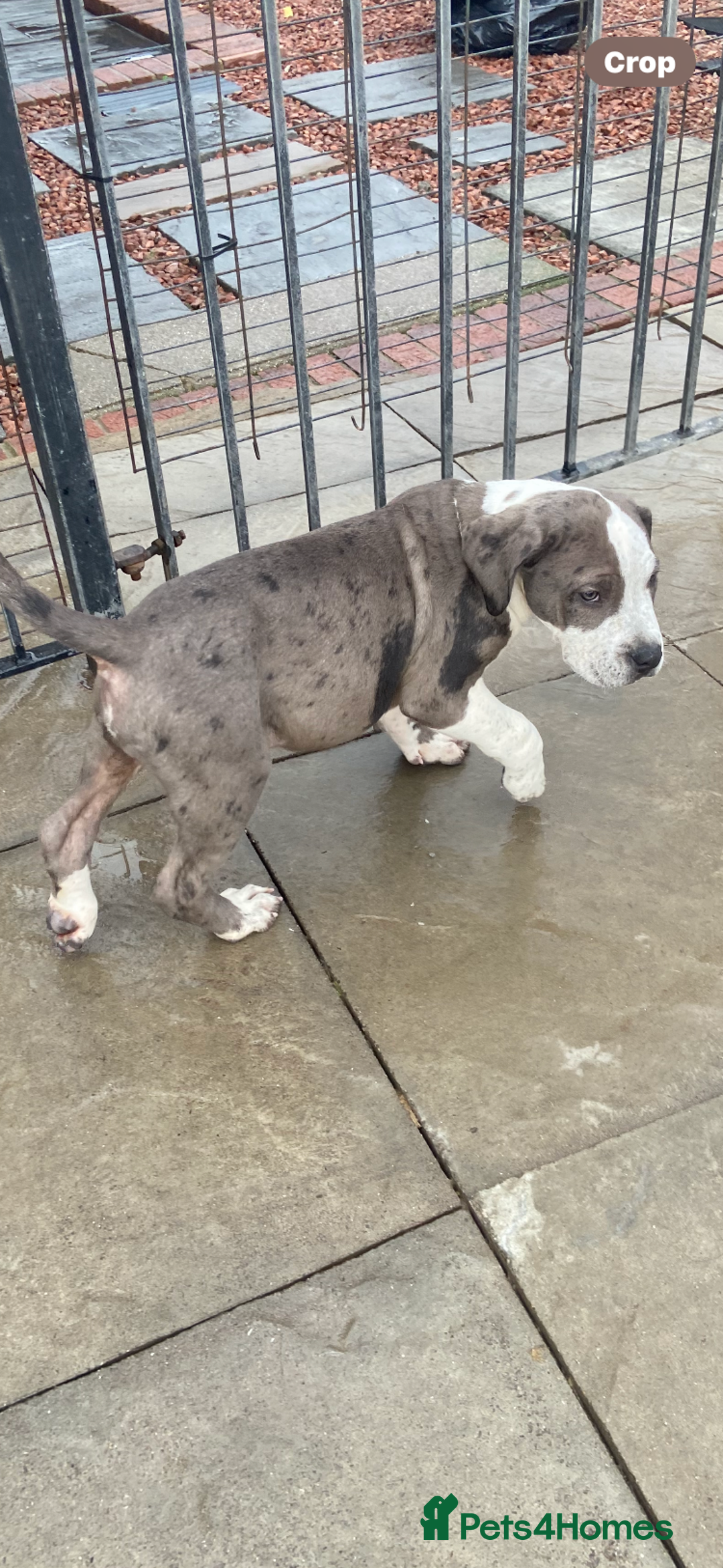 Mixed Breed dogs for sale: NORTH AMERICAN MASTIFF - Image 8