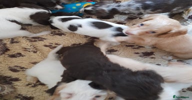 Sprocker dogs - Advert 5