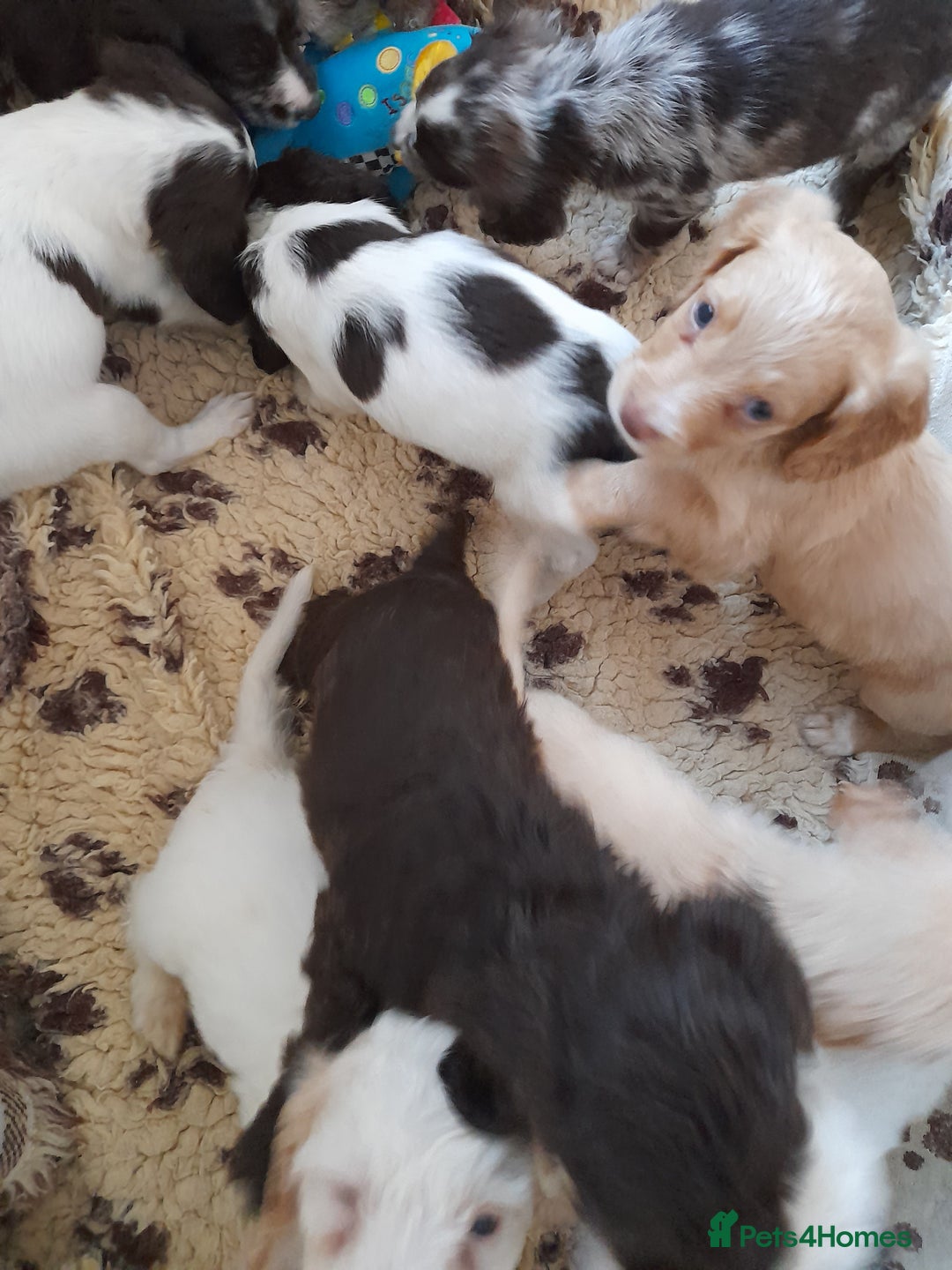 Sprocker dogs for sale: Gorgeous Sprocker x Sproodle pups. - Image 2