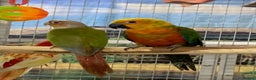 Parrots birds for sale: Xxx BIRDS/PARAKEETS/PARROTS xxX - Advert 5