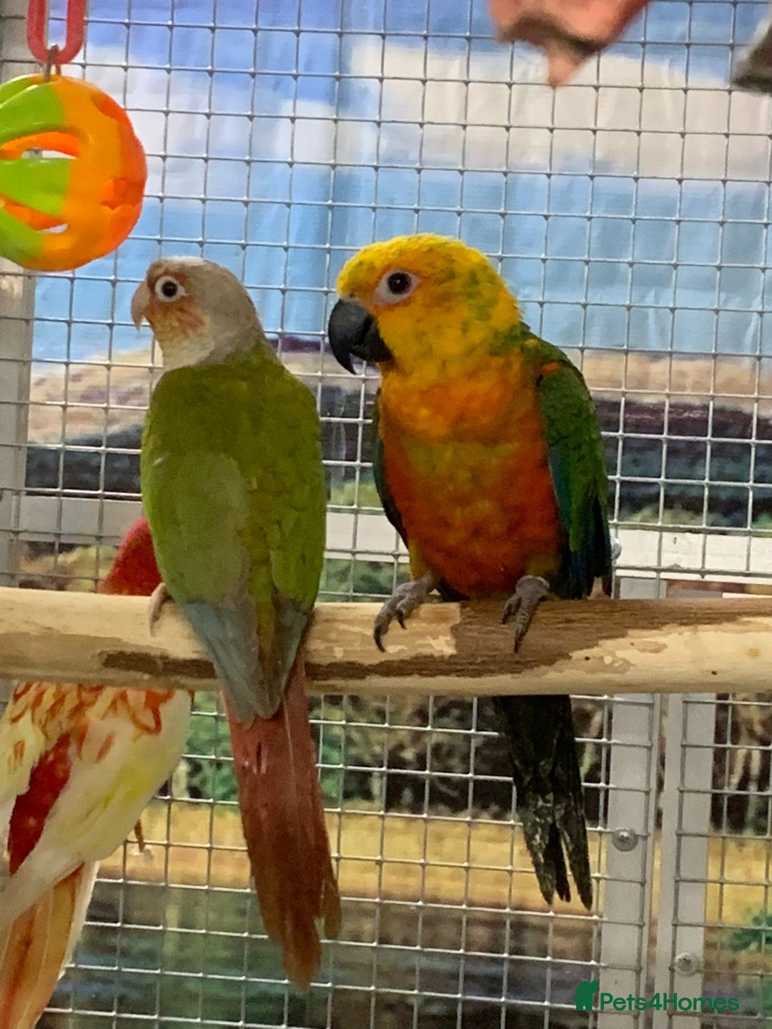 Parrots birds for sale: Xxx BIRDS/PARAKEETS/PARROTS xxX - Advert 5