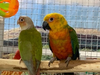 Parrots birds Xxx BIRDS/PARAKEETS/PARROTS xxX - Advert 3