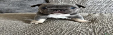 French Bulldog 1