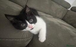 Domestic Shorthair cats for sale: 1 loving cute kitten left! - Image 1