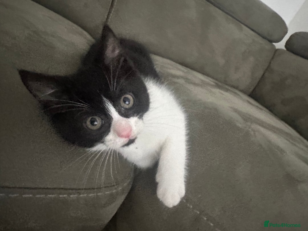 Domestic Shorthair cats for sale: 1 loving cute kitten left! - Image 1