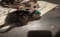Bengal cats for sale: Snow Lynx, Marble & Brown Rosette Bengals - Image 7