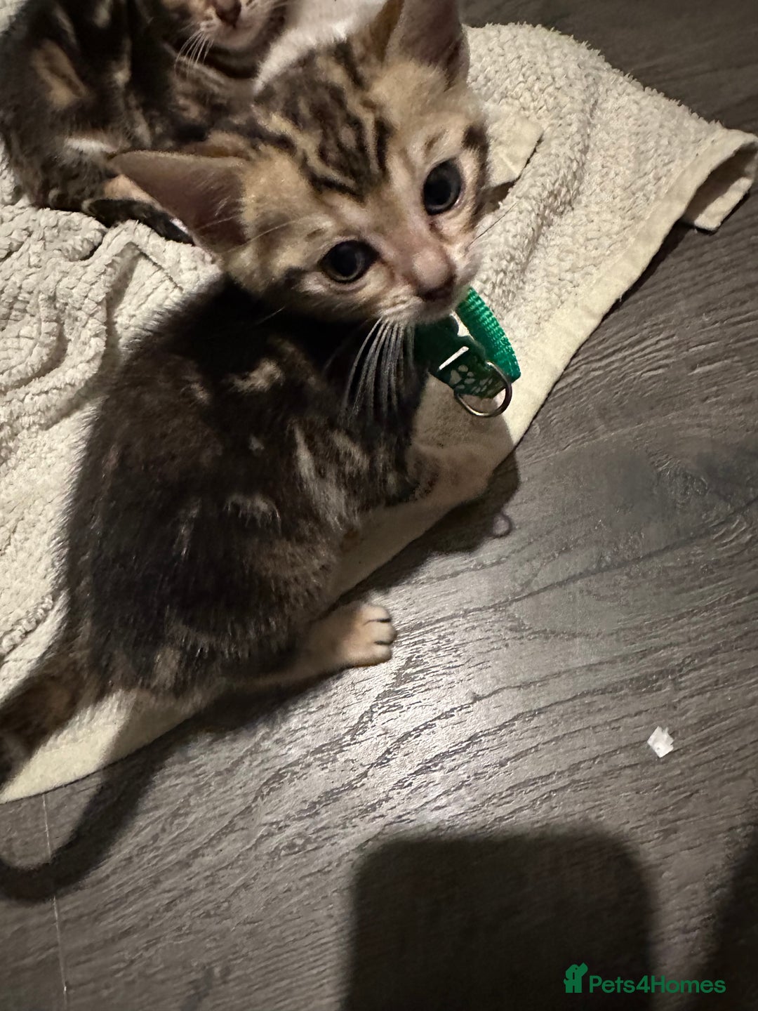 Bengal cats for sale: Snow Lynx, Marble & Brown Rosette Bengals - Image 7