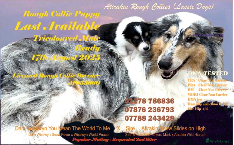 Rough Collie dogs - Advert 3