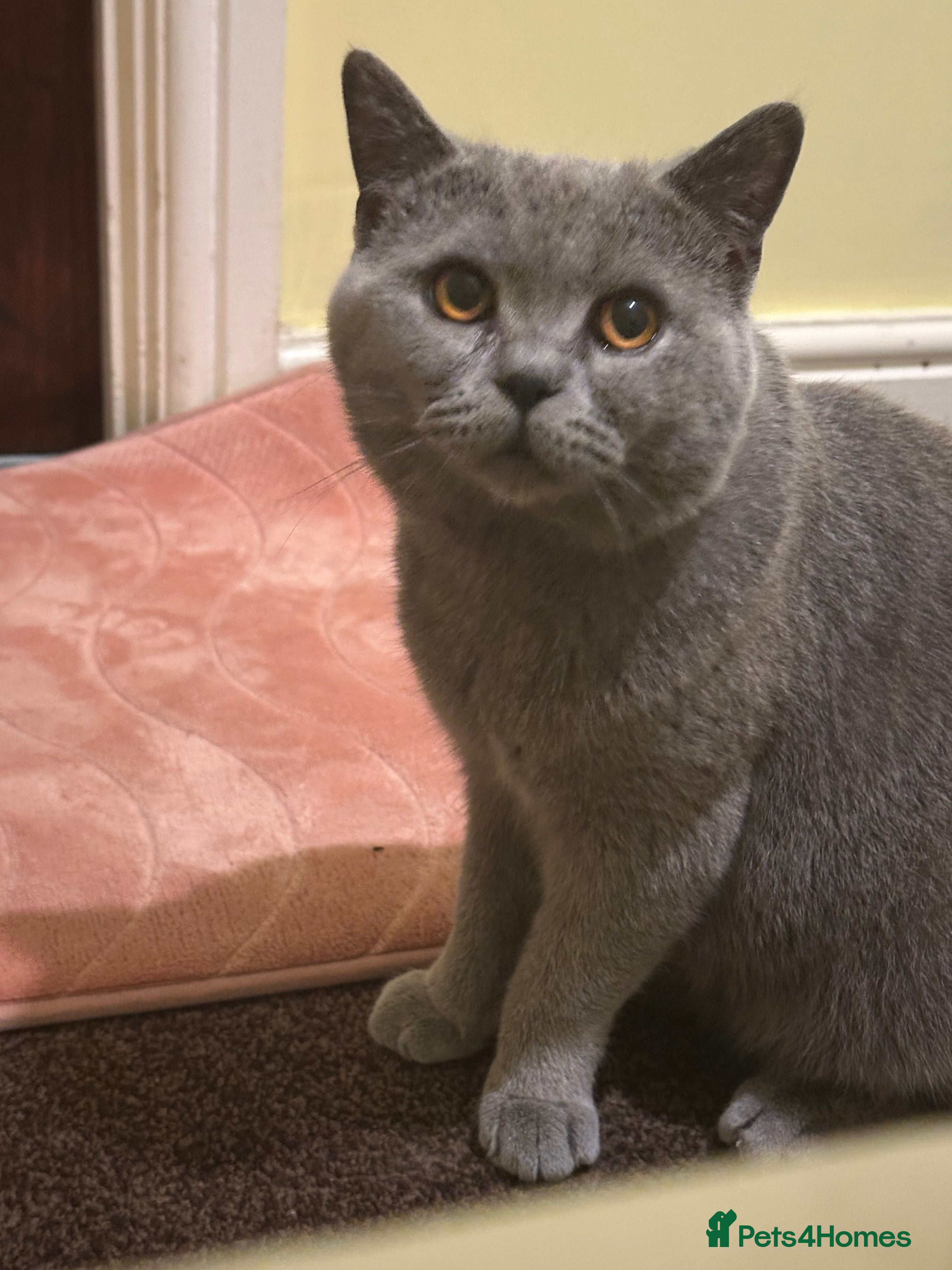 British Shorthair cats male cat - Advert 10