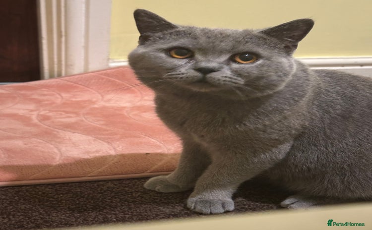British Shorthair cats male cat - Advert 12