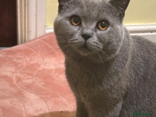 British Shorthair cats male cat - Advert 1