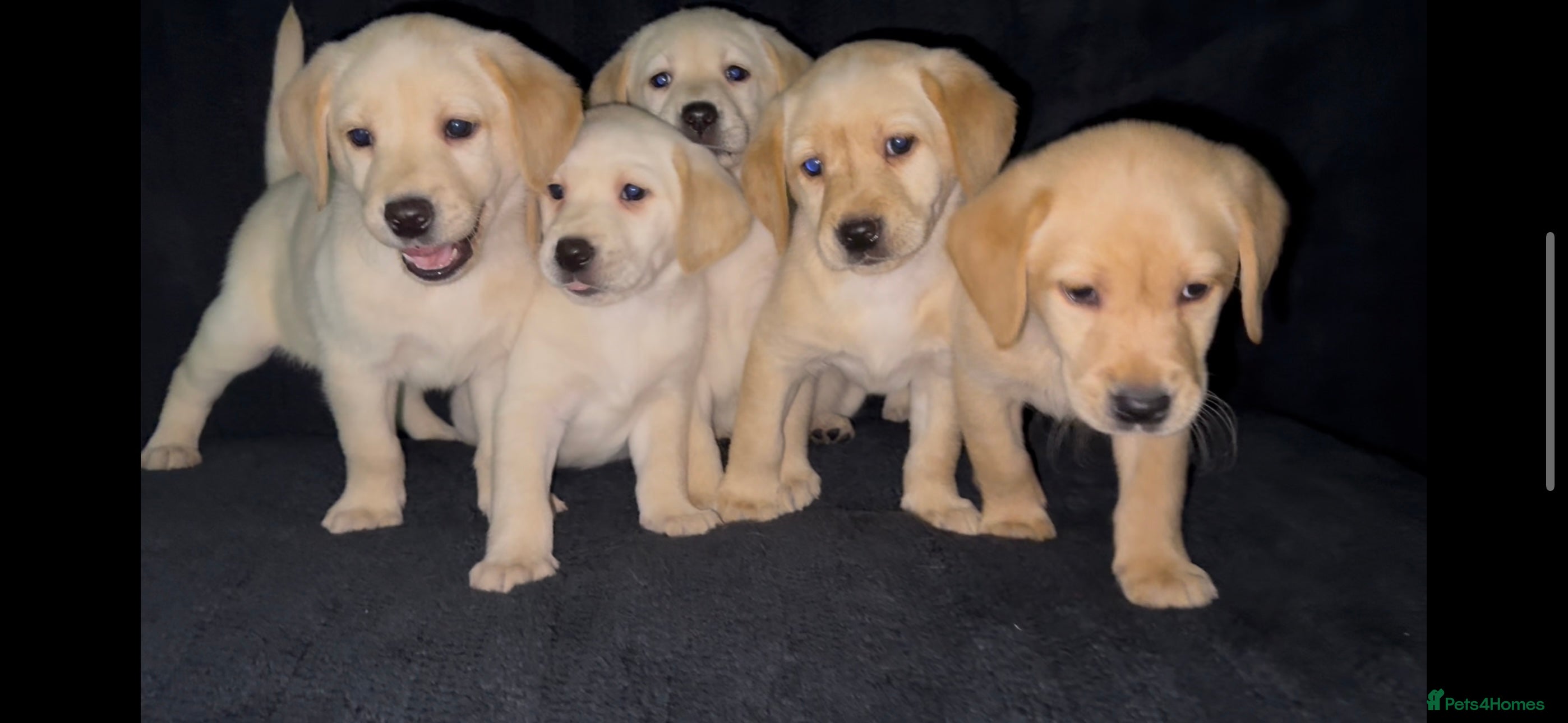 Labrador Retriever dogs ⭐️5 ADORABLE LABRADOR PUPPIES⭐️ - Advert 5