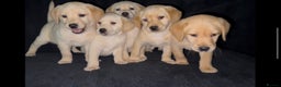 Labrador Retriever dogs for sale: ⭐️5 ADORABLE LABRADOR PUPPIES⭐️ - Advert 1