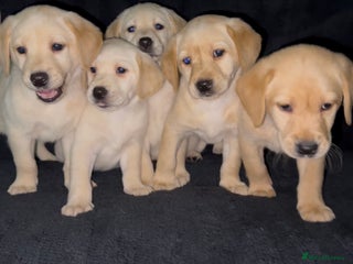Labrador Retriever dogs ⭐️5 ADORABLE LABRADOR PUPPIES⭐️ - Advert 6