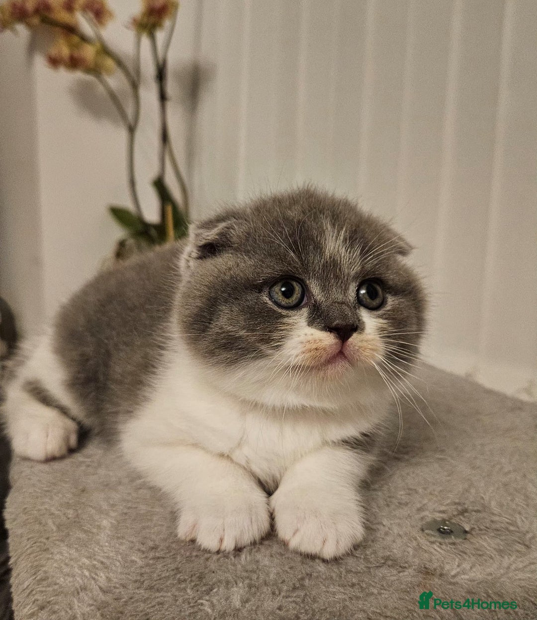 Scottish Fold cats for sale: Scottish Fold Kittens  - Advert 7