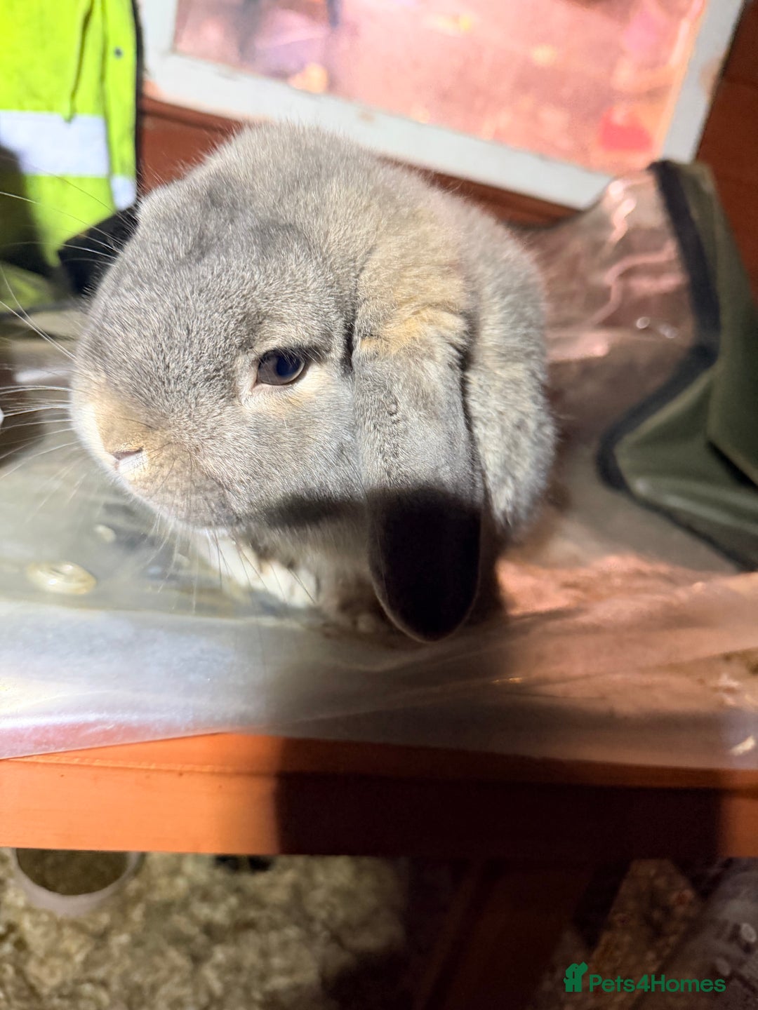 Mini Lop rabbits for sale: I am selling 4 bunnies  - Advert 3