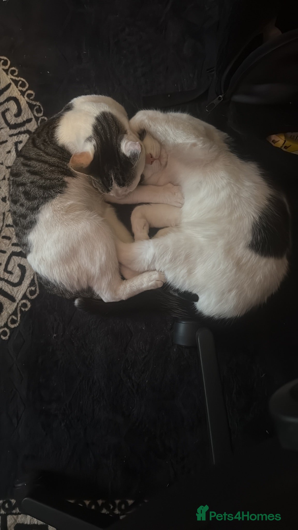 Mixed Breed cats Two brothers  - Advert 1