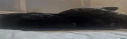 German Shepherd dogs for sale: German Shepherd Puppies Seeking New Humans - Advert 10
