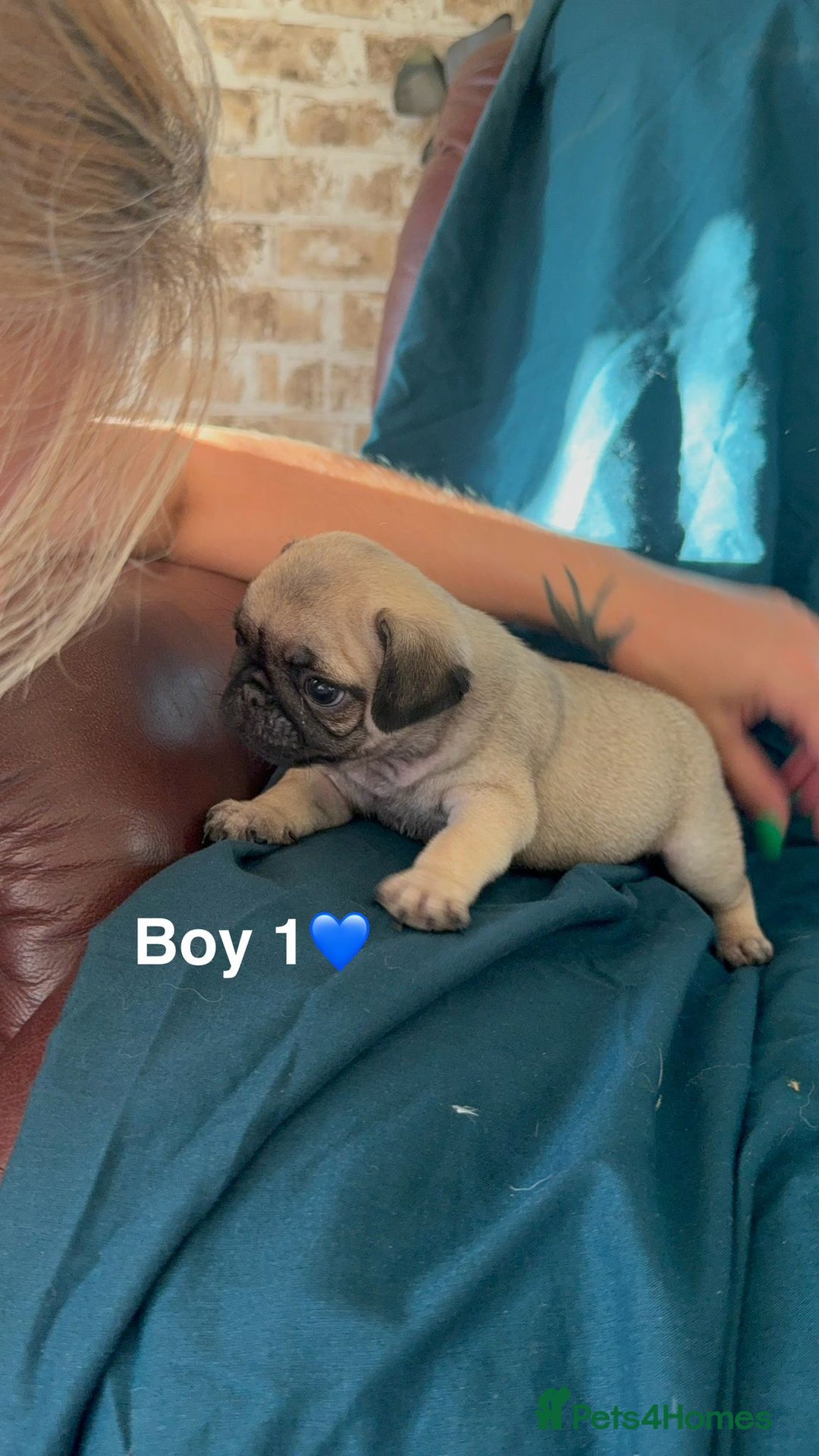 Pug dogs for sale: Stunning Fawn Pug KC Registered Litter - Image 2