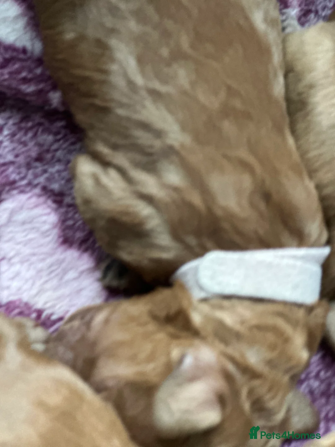 Cockapoo dogs for sale: F2b ready to go home 14th Feb  - Advert 17