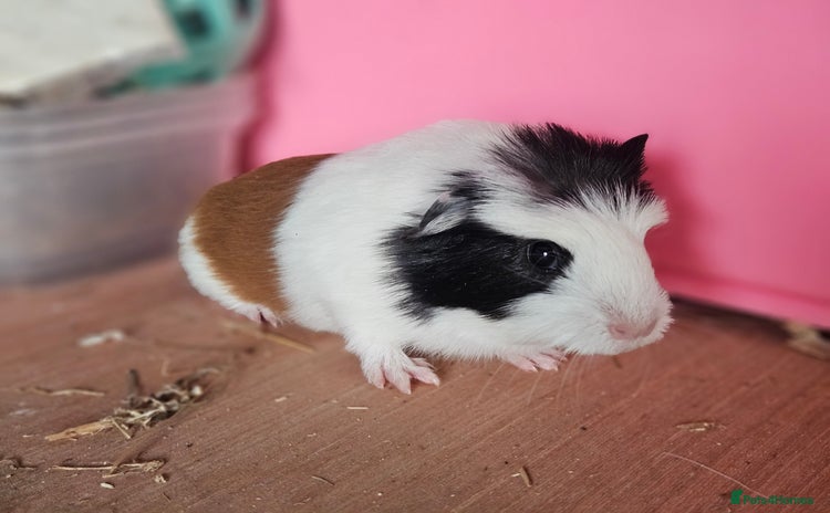 Guinea Pig rodents - Advert 6