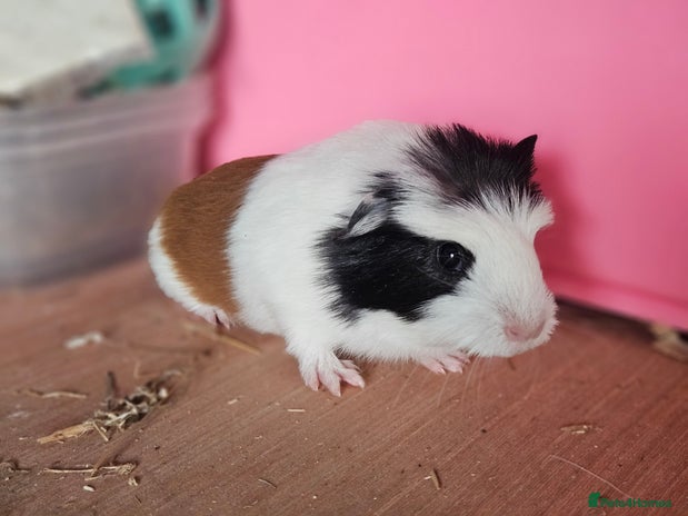 Guinea Pig rodents - Advert 17
