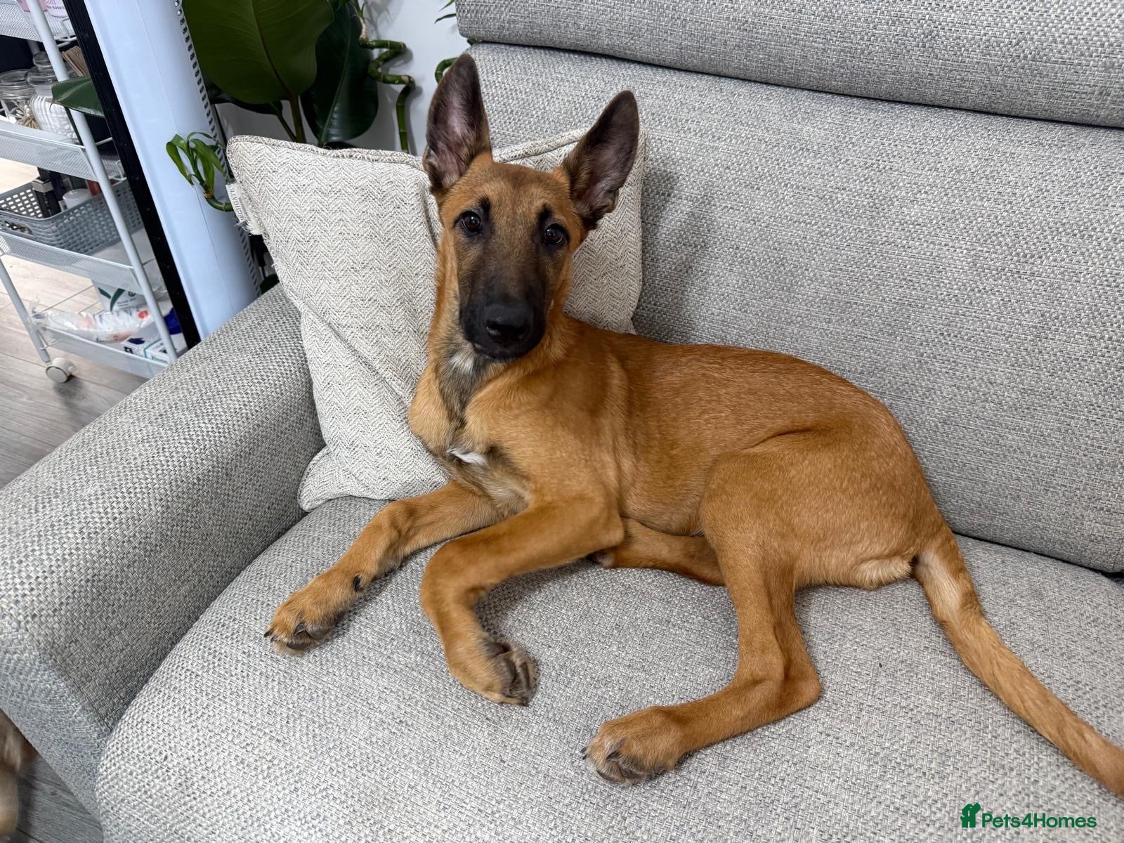 Belgian Shepherd Dog dogs for sale: Male 5month old Malinios Puppy for sale - Advert 11