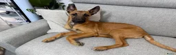Belgian Shepherd Dog dogs for sale: Male 5month old Malinios Puppy for sale - Advert 1