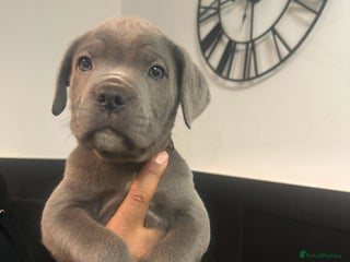 Cane Corso dogs Cane Corso Puppies - Advert 4