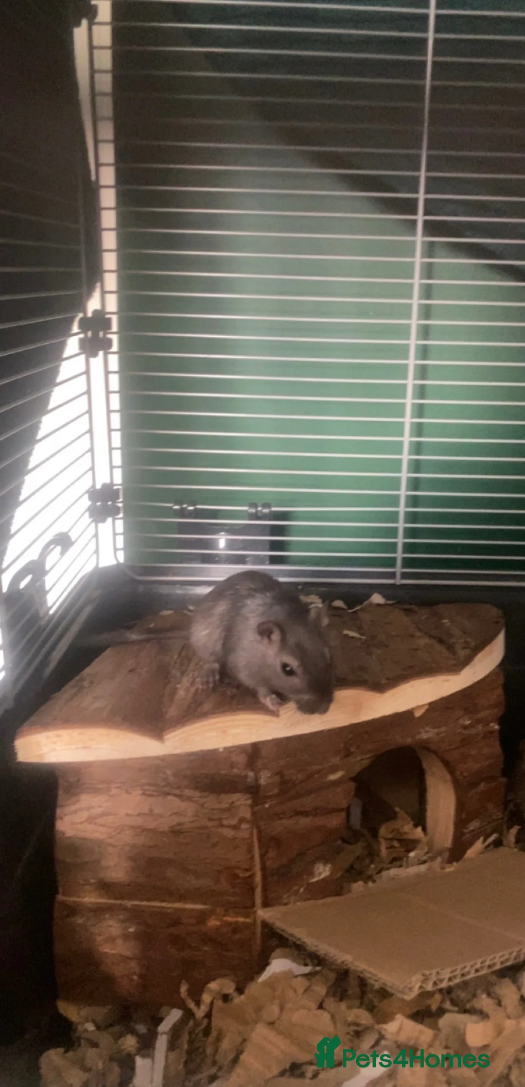 Gerbil rodents for sale: Looking for perfect home for female gerbil in Harrogate - Advert 2