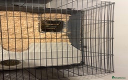 French Lop rabbits for sale: 2 beautiful rabbits for free-ASAP - Image 10
