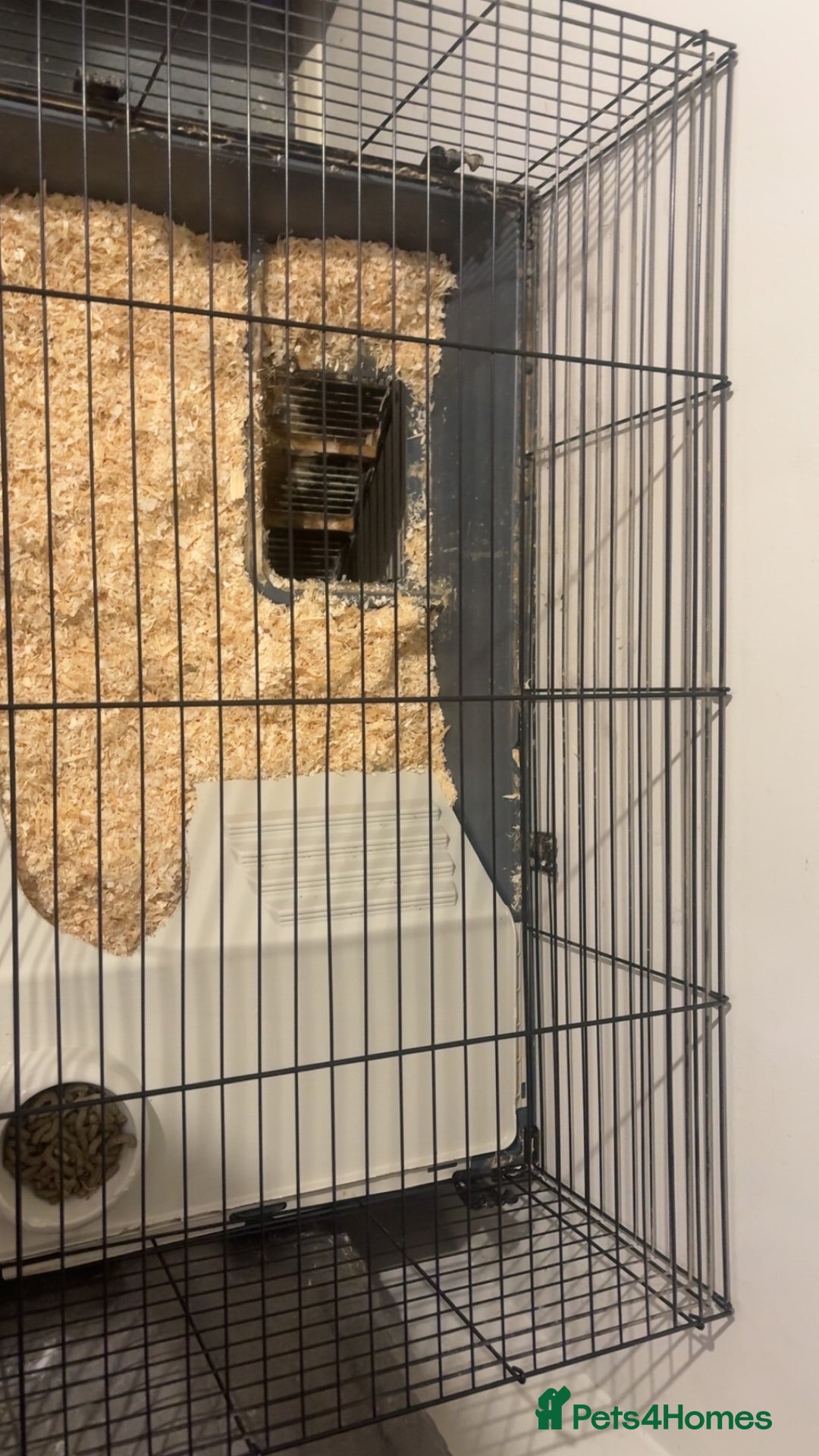 French Lop rabbits for sale: 2 beautiful rabbits for free-ASAP - Image 10