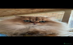 British Longhair cats for stud: Proven male / Russian import / Black golden Blh - Image 1