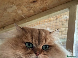 British Longhair cats - Advert 11