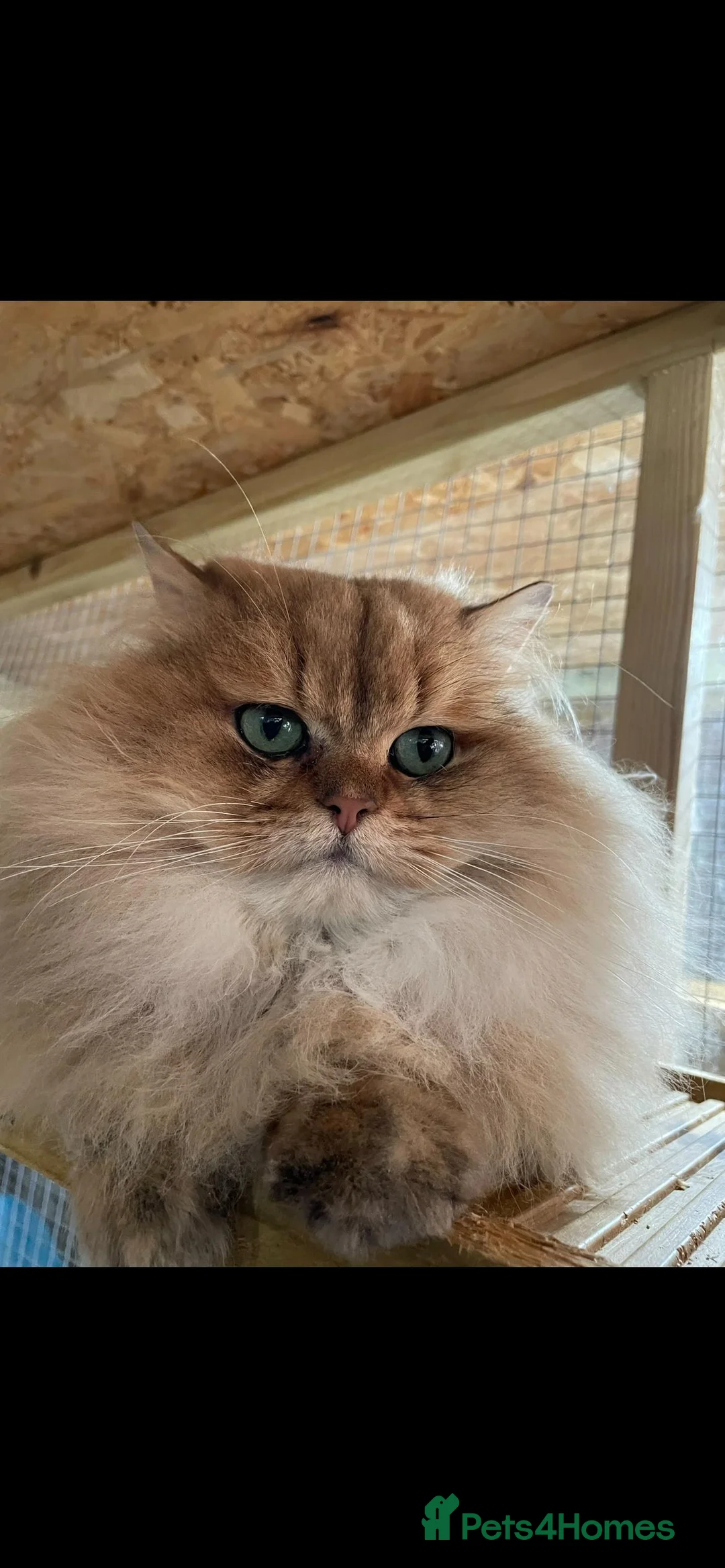 British Longhair cats for stud: Proven male / Russian import / Black golden Blh - Advert 1