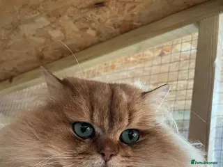 British Longhair cats Proven male / Russian import / Black golden Blh - Advert 2