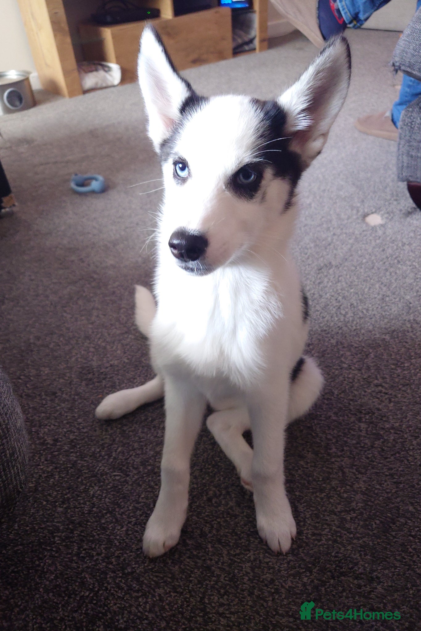 Siberian Husky dogs Last Two Siberian Husky puppies for sale - Advert 10