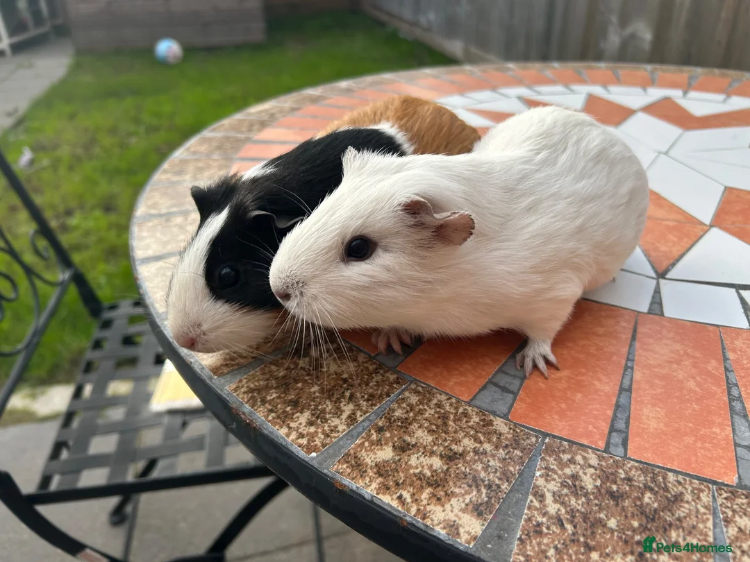 Guinea Pig rodents for sale: Two female guinea pigs  in Cheddar - Advert 2