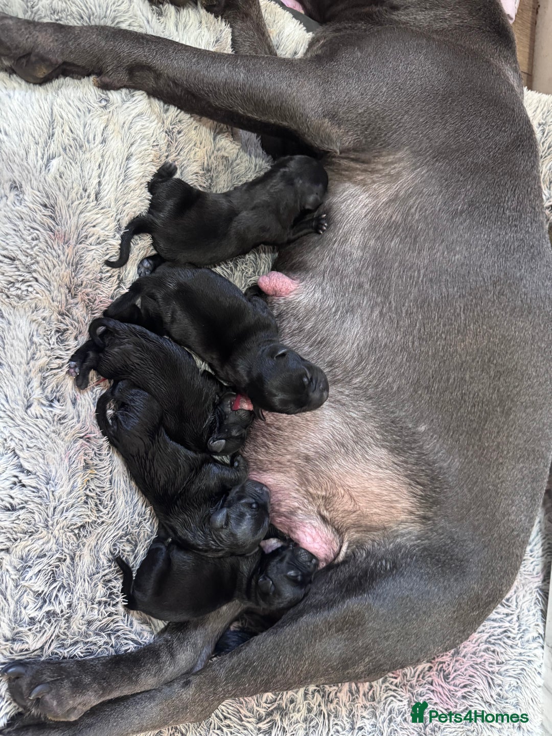 Staffordshire Bull Terrier dogs for sale: Staffordshire Bull Terrier Puppies   25+ Champions - Image 2