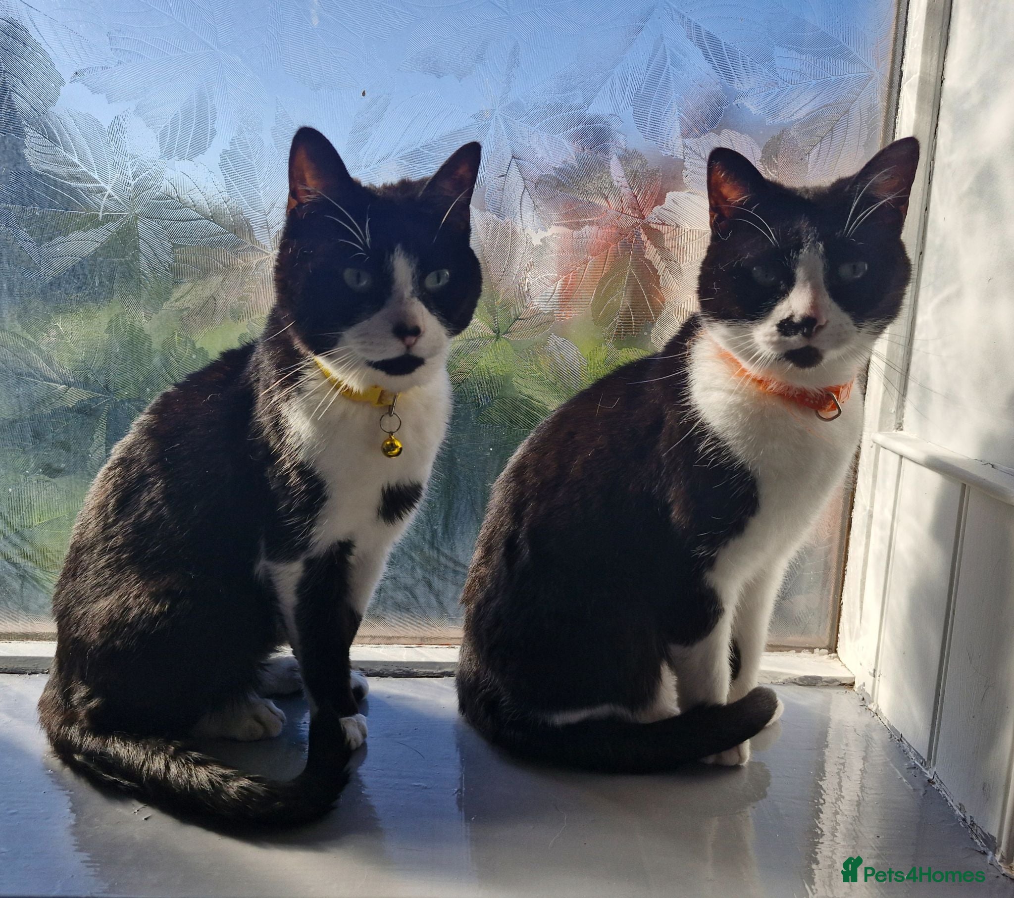 Mixed Breed cats Brothers looking for home together - Advert 1