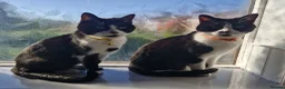 Mixed Breed cats for sale: Brothers looking for home together - Advert 1
