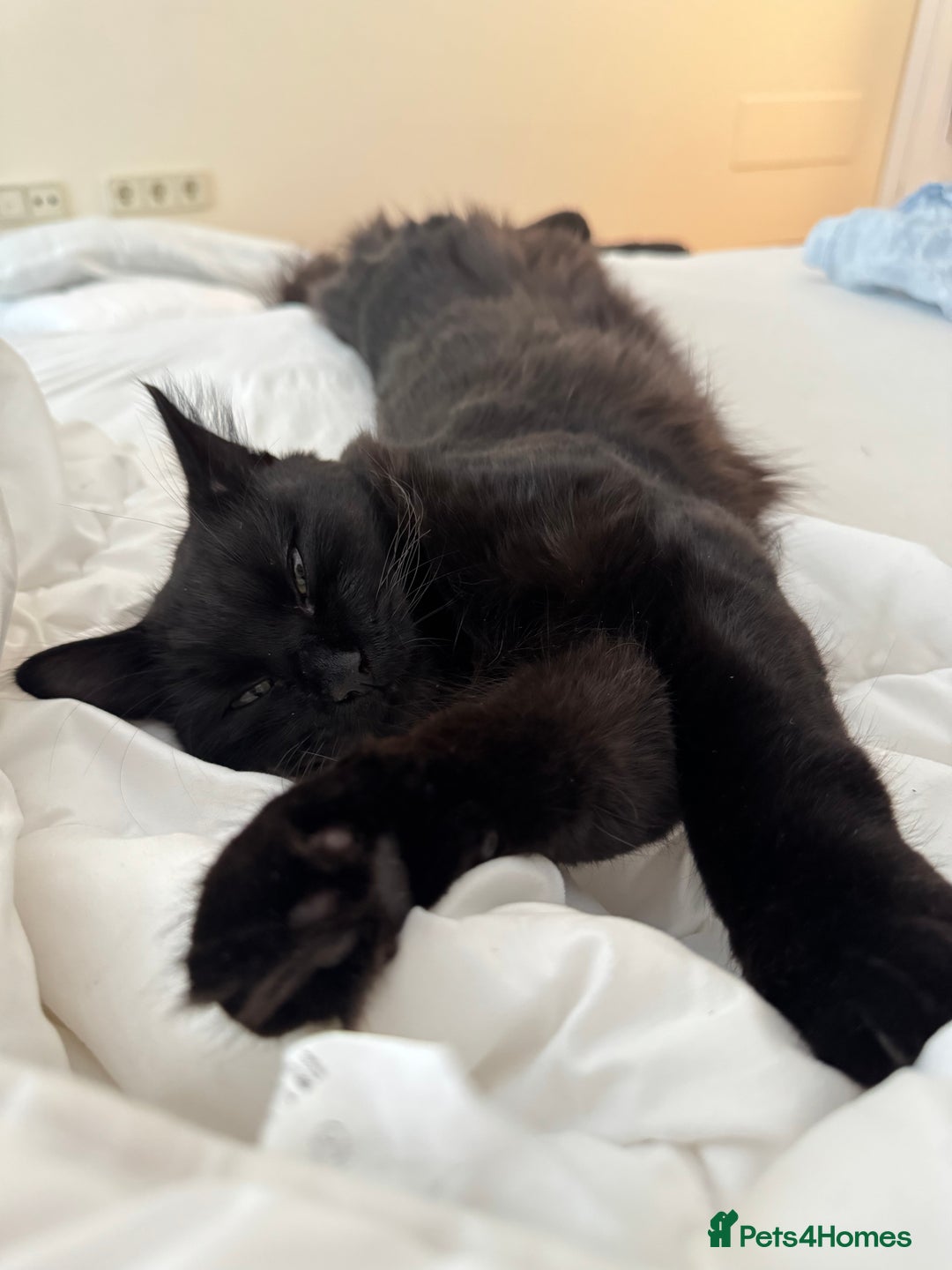 Siberian cats for sale: Affectionate Siberian-Mix Kitten (12 Months) - Advert 3