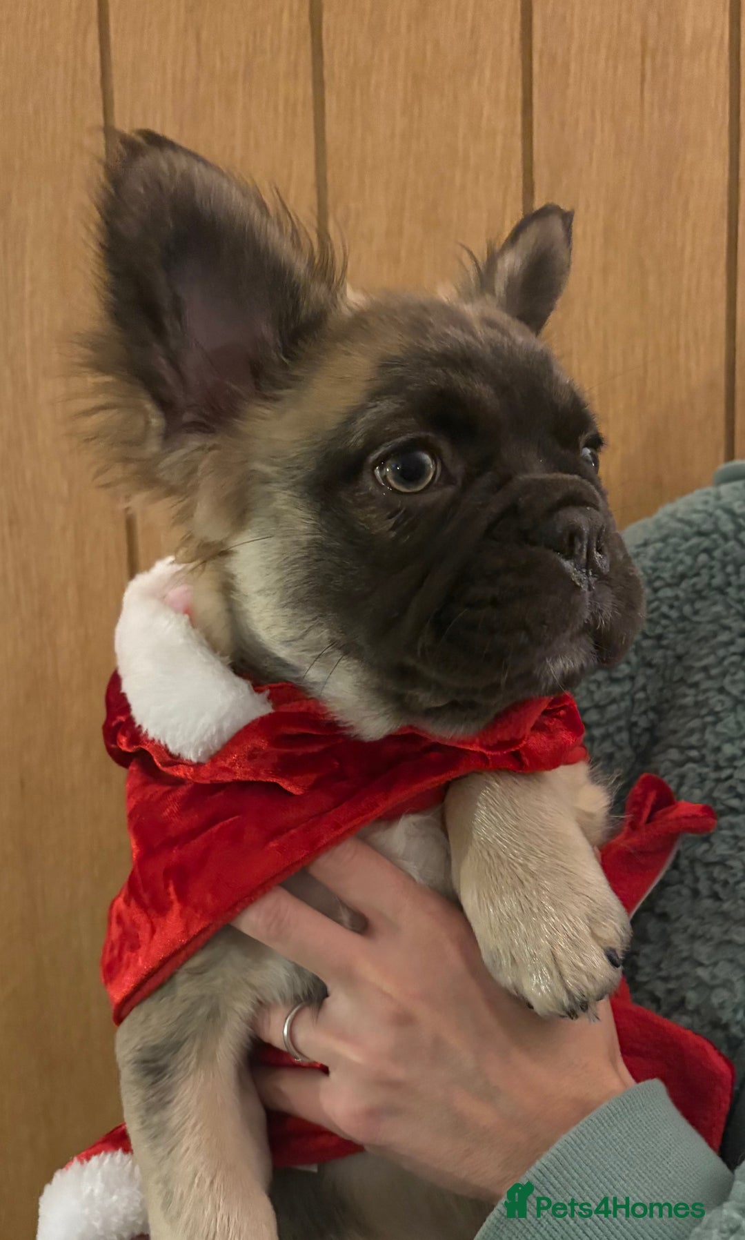 French Bulldog dogs for sale:  Fluffy Frenchie 🧸 - Advert 5