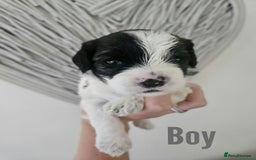 Mixed Breed dogs for sale: Cavapoo/Shihpoo mix - Image 20