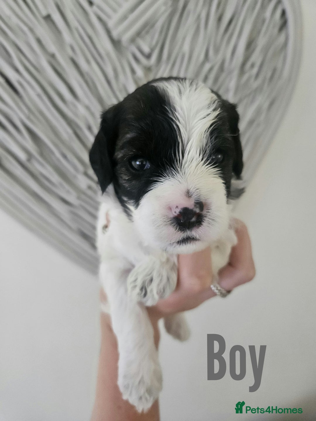 Mixed Breed dogs for sale: Cavapoo/Shihpoo mix - Image 20