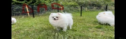 Pomeranian dogs for sale: Very tiny white Pomeranian female 7month old - Advert 17