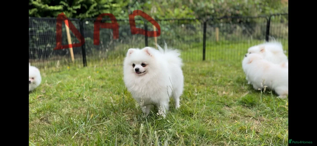 Pomeranian dogs for sale: Very tiny white Pomeranian female 7month old - Advert 17