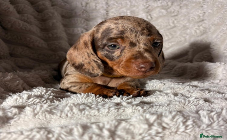 Dachshund dogs - Advert 1