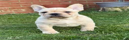 French Bulldog dogs for sale: French bulldog puppies - Advert 23