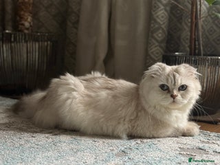 Scottish Fold cats Adorable Scottish Fold Girl Kitten 🐾 - Advert 2